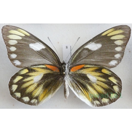 Delias zebuda Hewitson, 1862 female reverse Indonesia, Sulawesi8